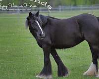 reduced-gypsy-vanner-horse