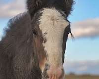 black-overo-gypsy-vanner-filly