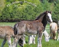 black-overo-gvhs-filly