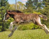black-overo-gvhs-horse