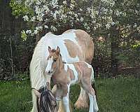 bay-dun-dun-gypsy-vanner-horse