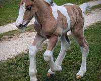 dun-gypsy-vanner-colt