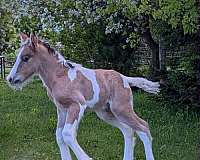 bay-dun-dun-horse