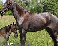 all-tennessee-walking-horse