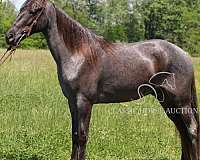 all-around-tennessee-walking-horse