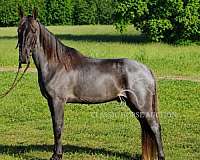 and-loads-tennessee-walking-horse