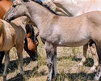 panel-negative-quarter-horse