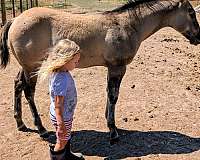stud-in-montana-horse