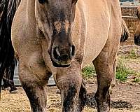 fiddle-on-jack-horse