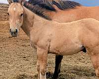 dunskin-star-rear-sock-horse