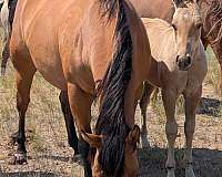 dunskin-aqha-stallion
