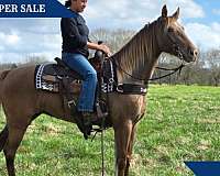 chocolate-mare-tennessee-walking-horse