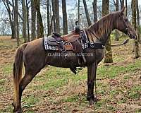 quiet-disposition-tennessee-walking-horse