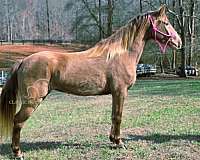 chocolate-mare-horse
