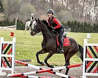 young-sport-horse-belgian-warmblood
