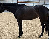 2022-mare-dutch-warmblood-horse