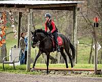 westfalen-mare-dutch-warmblood-horse