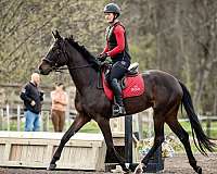young-sport-horse-dutch-warmblood