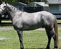 amateur-connemara-pony