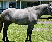 amateur-horse-connemara-pony