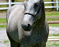 barefoot-connemara-pony