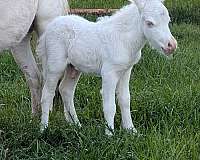 white-amha-amhr-colt