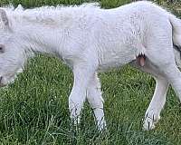 miniature-colt