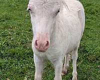 miniature-horse-for-sale