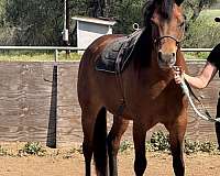 arabian-gelding