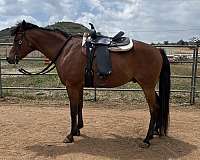 arabian-horse-for-sale