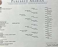 arabian-horse