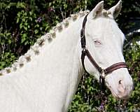 palomino-filly-stallion-for-sale