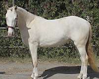 palomino-palomino-pony-filly-stallion