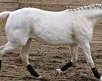 palomino-pony-filly-stallion