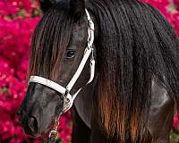 west-coast-fell-ponies-pony