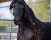 breeding-fell-ponies-pony