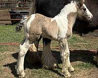 grulla-show-stallion-horse