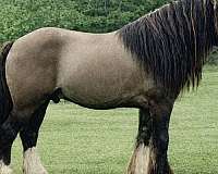 homozygous-black-gypsy-vanner-horse