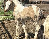 grulla-gypsy-vanner-colt