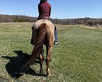 quarter-horse