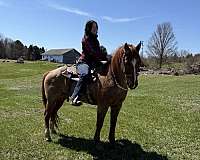 quarter-horse-gelding