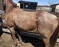 quarter-horse-for-sale