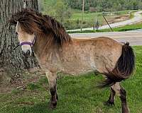 double-registered-stallion-miniature-horse