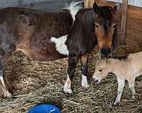 buckskin-double-registered-stallion-horse