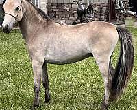 breeding-palomino-pinto-horse