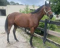 western-rider-thoroughbred-horse