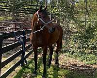 western-rider-horse