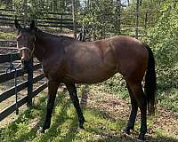 western-rider-mare
