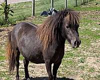 black-breeding-double-registered-horse