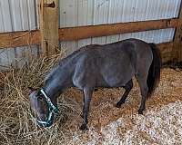 breeding-double-registered